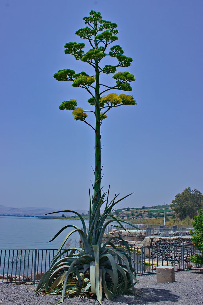 Aloe Species, Capernum, Israel