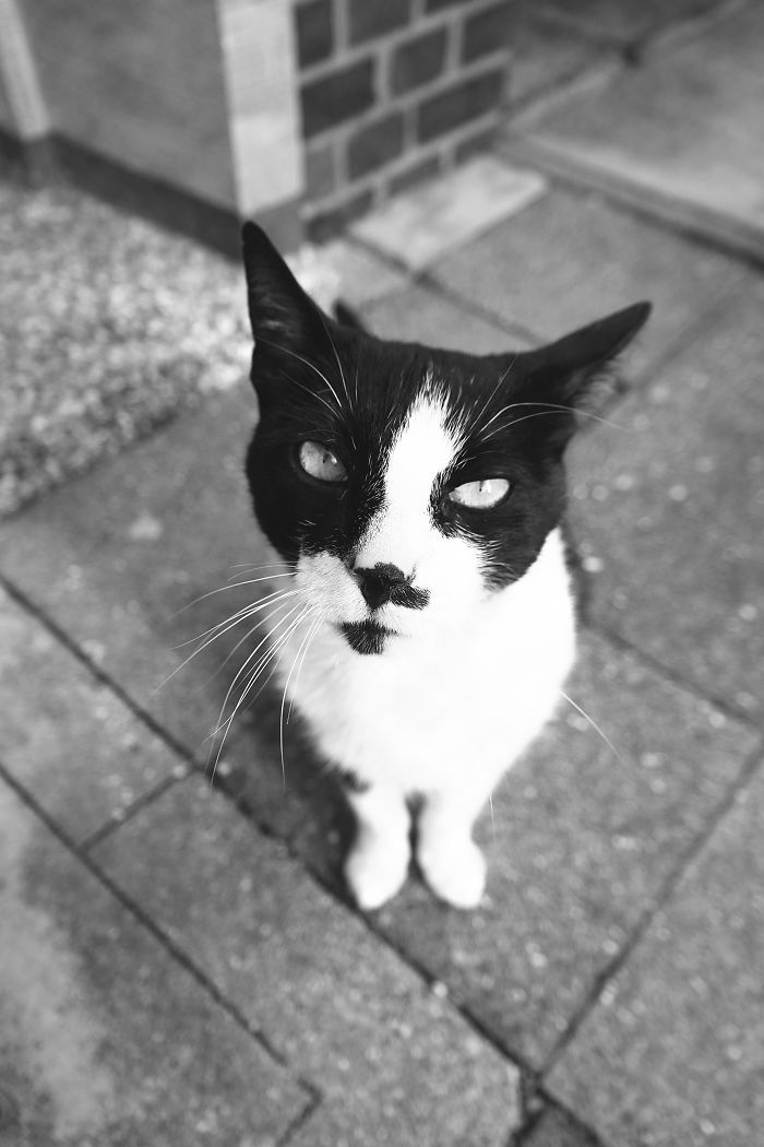 Findus, A German City Cat