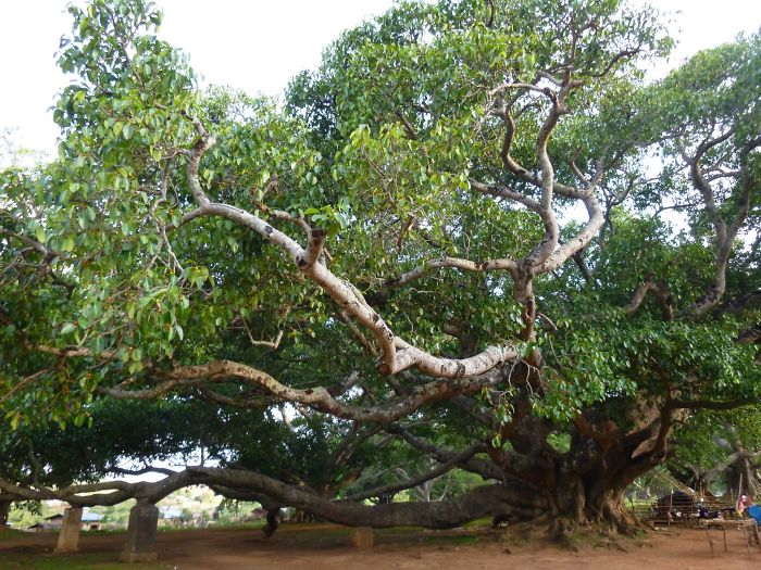 Myanmar Tree