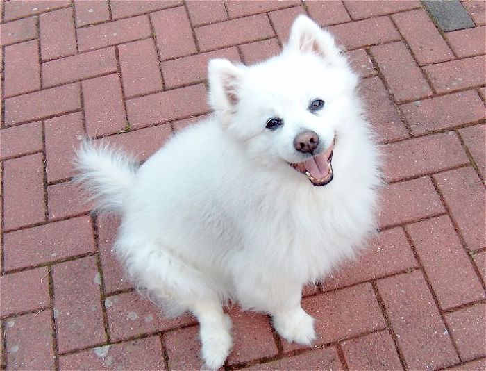 Bobby - The Most Fluffy And Always Smiling German Spitz (mittel) :)