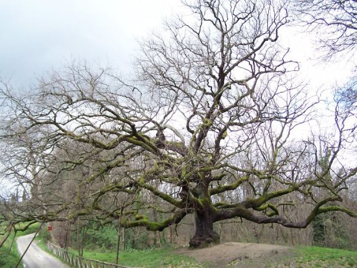 Oak Tree Near Lucca -tuscany -italy - He Has More Than 8 Hundred Years