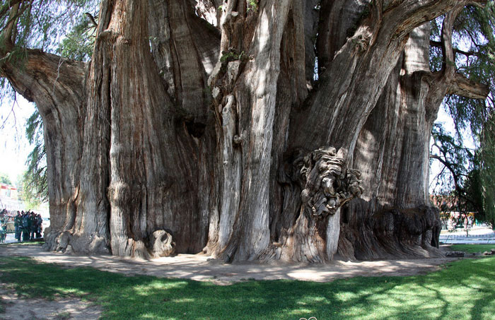 Tree Of Tule - Over 2,000 Yrs. Old