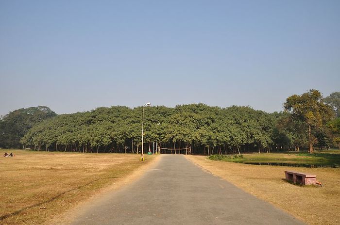 The Great Banyan Tree Is Over 250 Years Old And In Spread It Is The Largest Known In India, Per