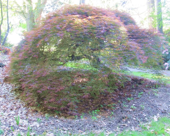 Japanese Maple. Rochester N.y.