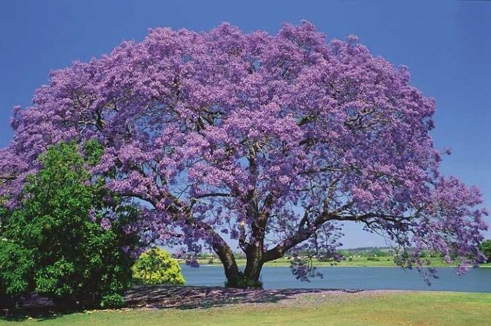 Purple-ipê, Brazil