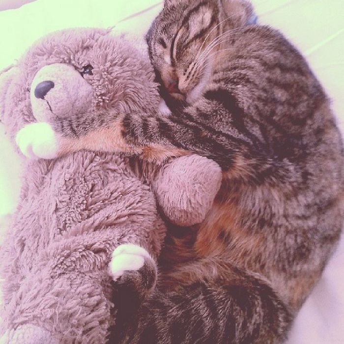 Cat Pip & Her Teddy Bear