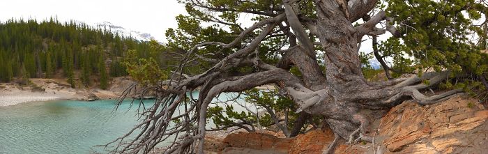 The Ancient Pine, Whirlpool Point, Alberta. The Oldest Pine Tree In Canada, 1200 Years Old