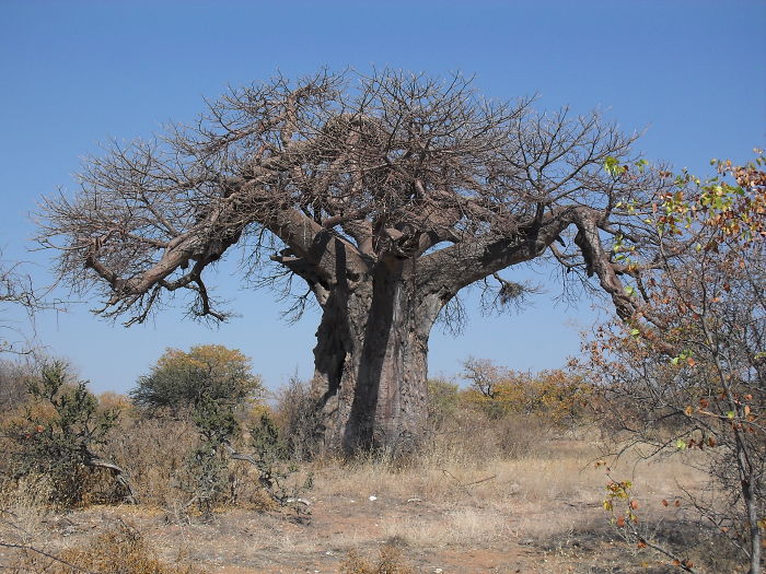 African Baobab, Mussina, South Africa