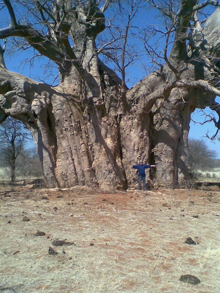 Young Baobab Tree
