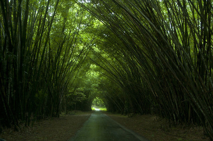 Bamboo Catherdral, Trinidad