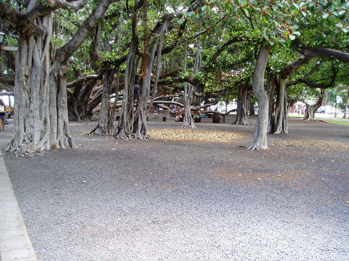 Banyan Tree In Maui, Hawai