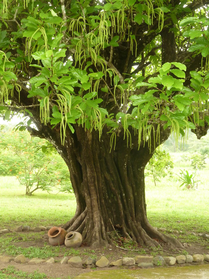 150 Years Old Uvero Tree, In Panama