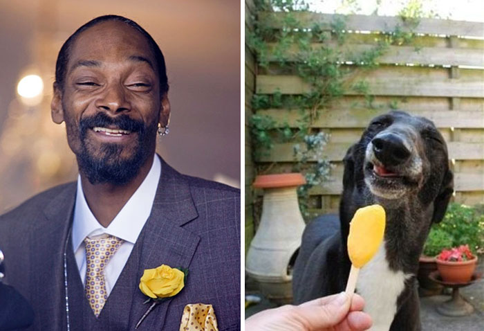 Snoop Dog Looks Like This Dog
