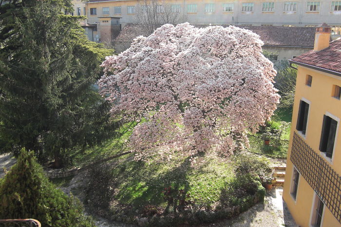 Blossoming Magnolia, Vittorio Veneto, Italy