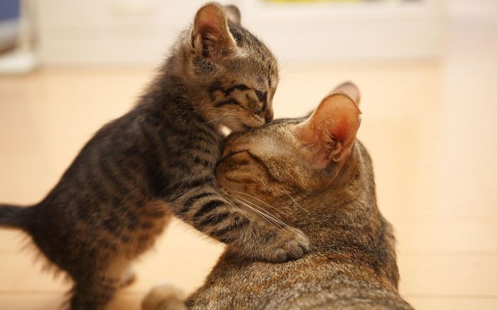 Kitten Playing With His Mom