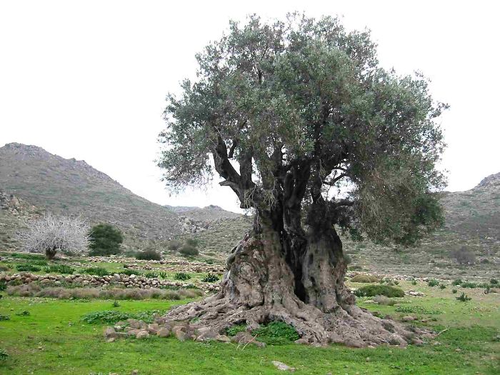 1000+ Year Old Olive Tree On Greek Isle Of Aegina.