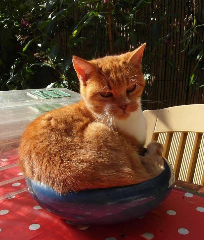 Ginger The Cat Bonsai