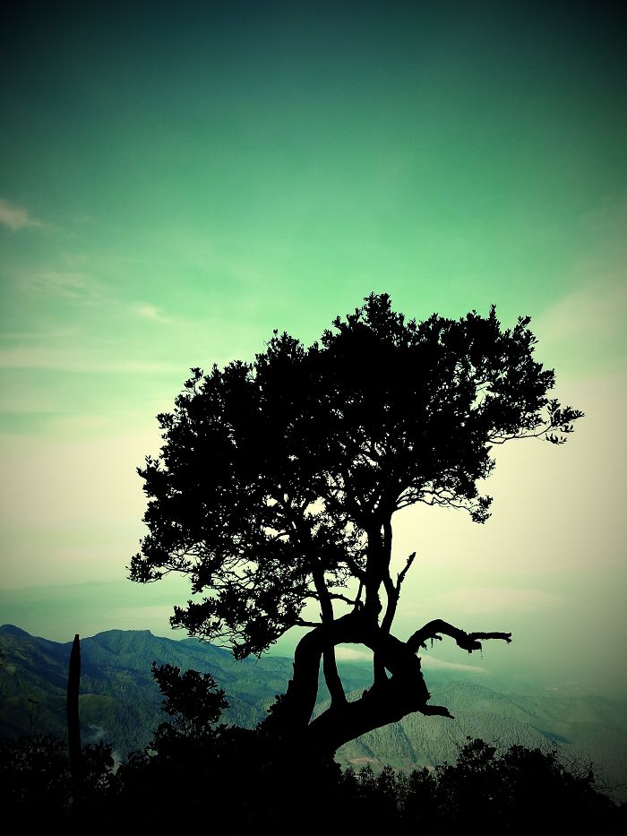 Just Some Tree In Mount Lawu, Indonesia
