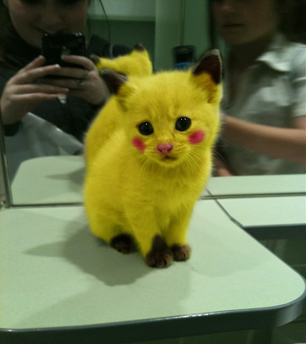 Pikachu Kitty [Pic]