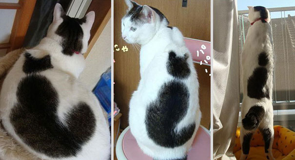 Inception Cat: A Cat Within a Cat [Pic]