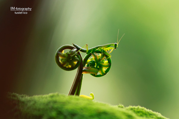 Praying Mantis Riding a Bike