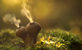 The Mystical World Of Mushrooms Captured In Photos