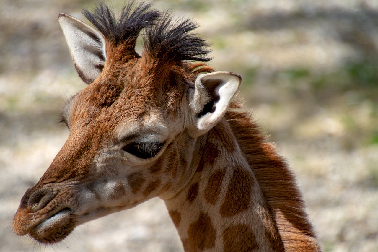 Cute baby giraffe with soft fur and gentle eyes, showcasing adorable features in a natural setting.