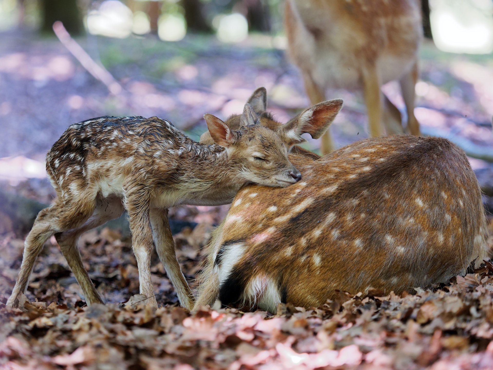 Cute baby animal fawn sleeping on a deer's back in a forest setting, surrounded by fallen leaves.