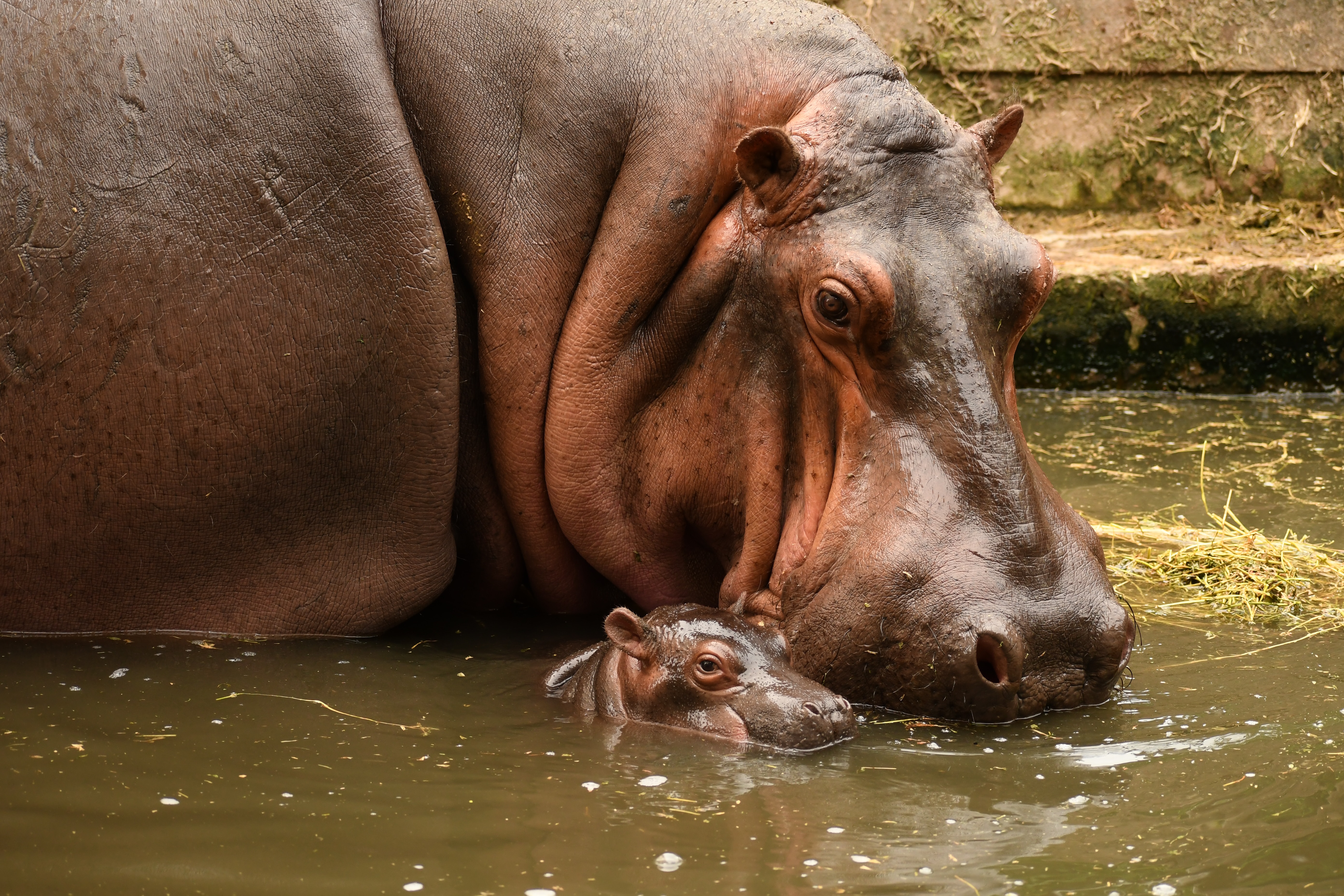 Cute baby hippo cuddling with its mother in the water.