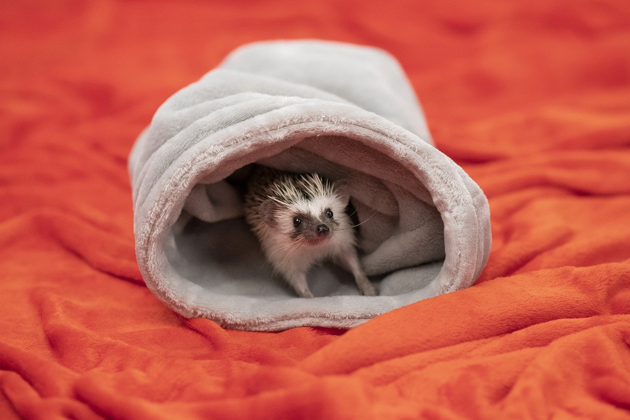 Cute baby hedgehog snuggled in a soft blanket on an orange background.