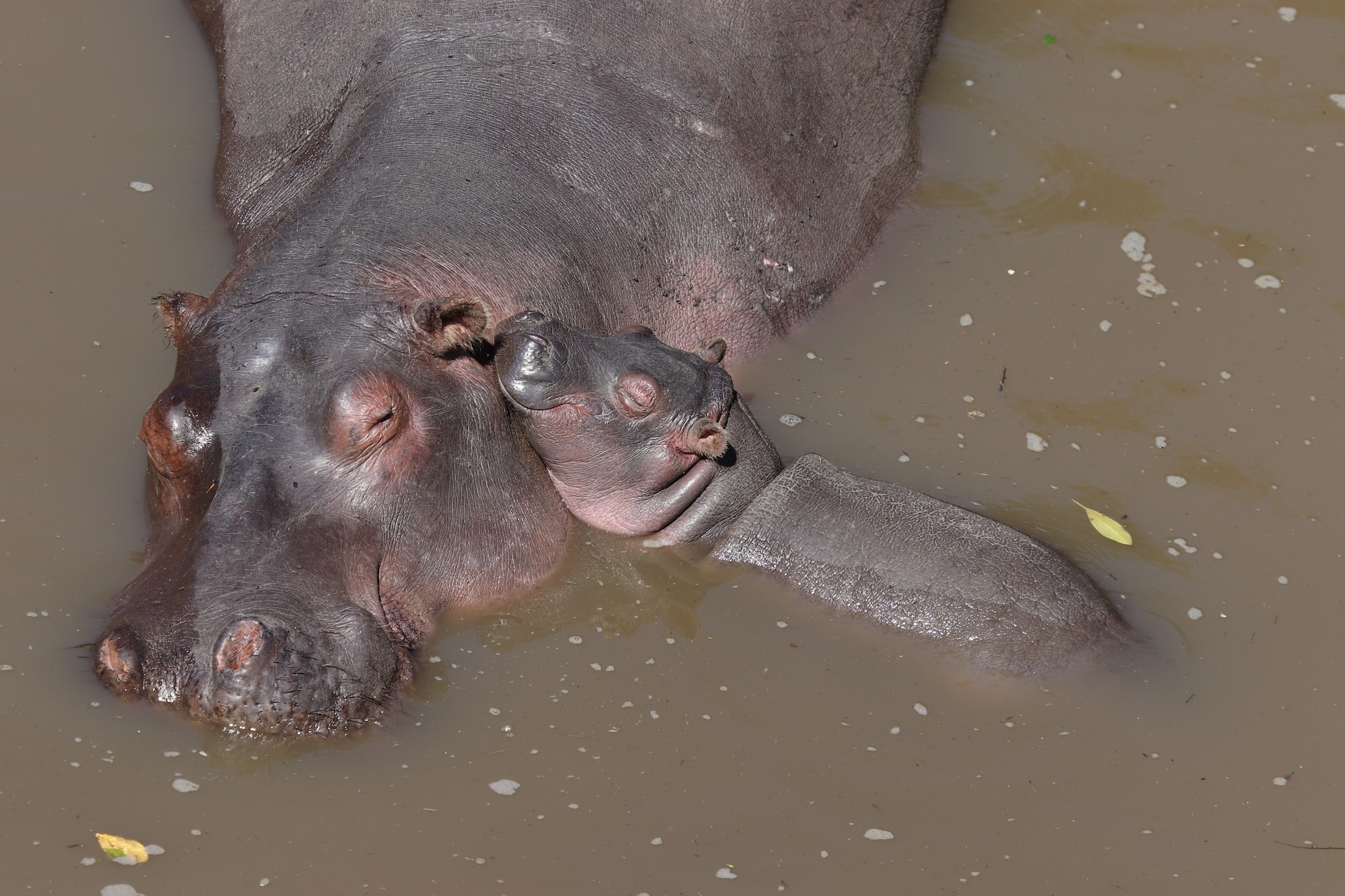 Baby hippo nuzzling its mother in water, showcasing cute baby animals.