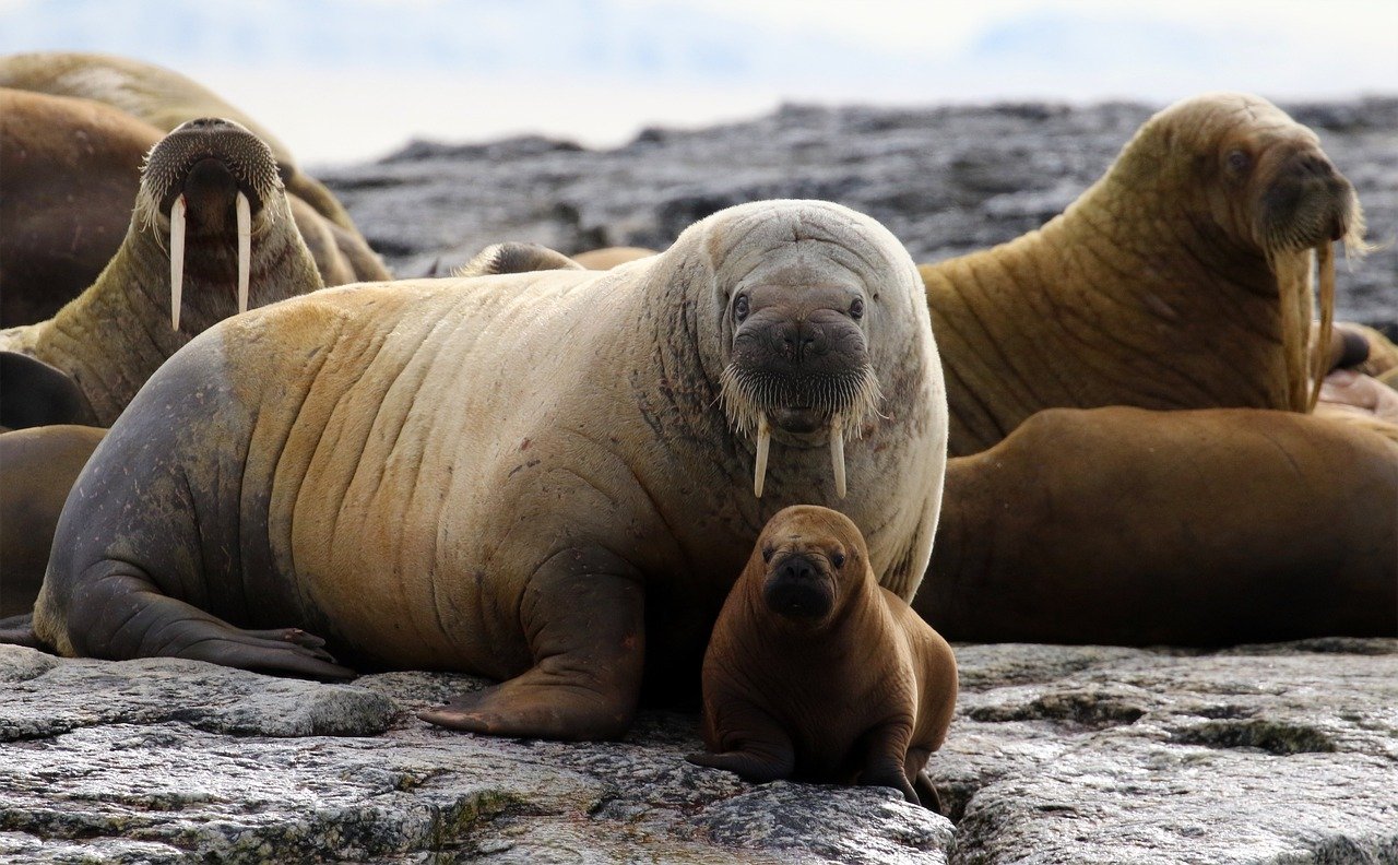 Cute baby animals: a baby walrus cuddled up with its mother on rocky shore.