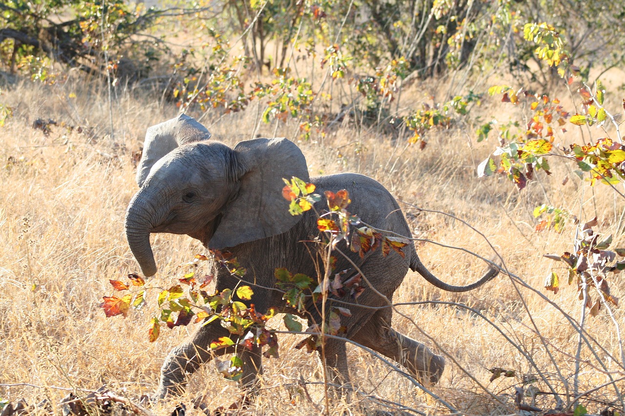 Cute baby elephant walking through dry grass and leaves in the wild.