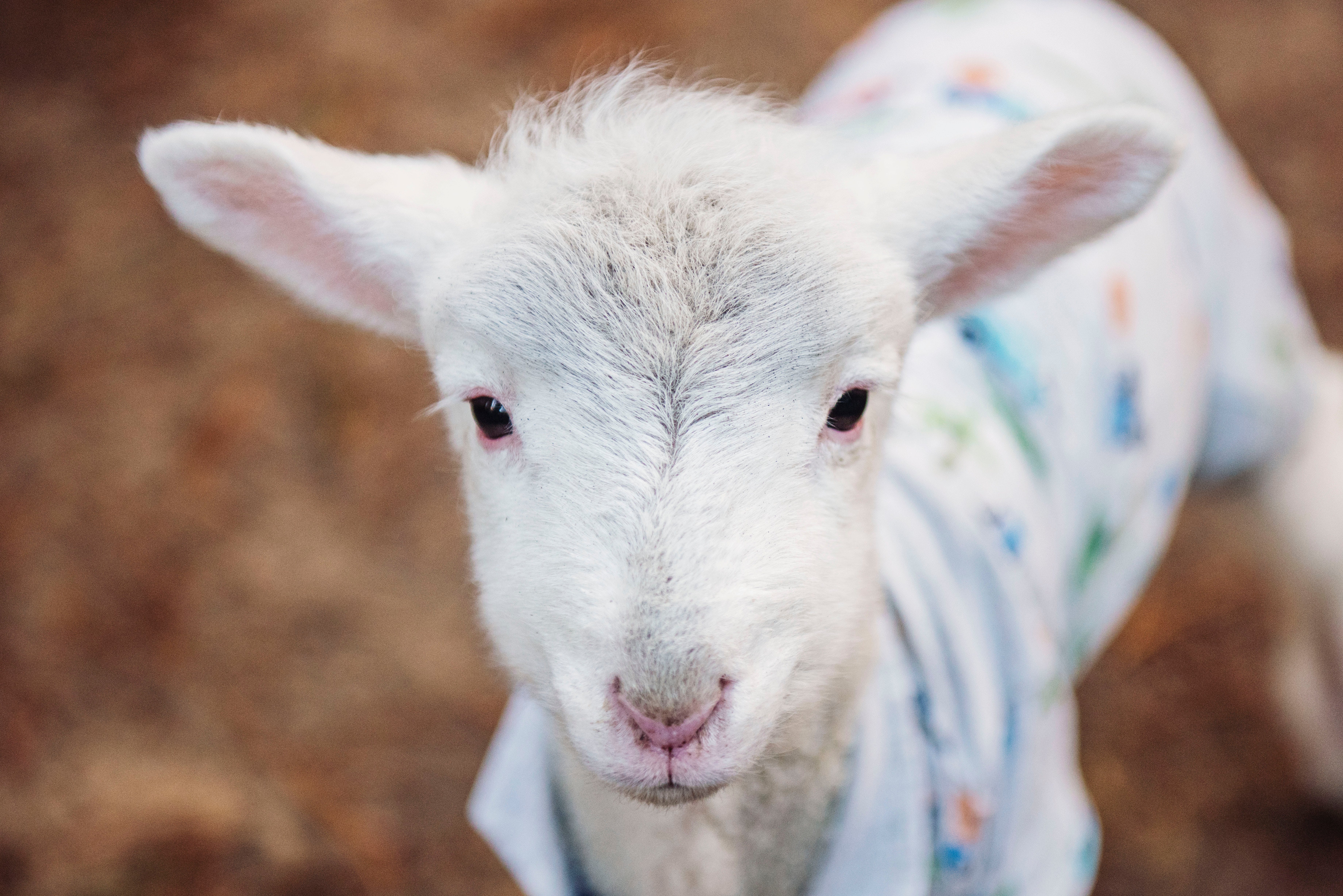 Cute baby animal, a lamb wearing a patterned cloth, looking adorably into the camera.