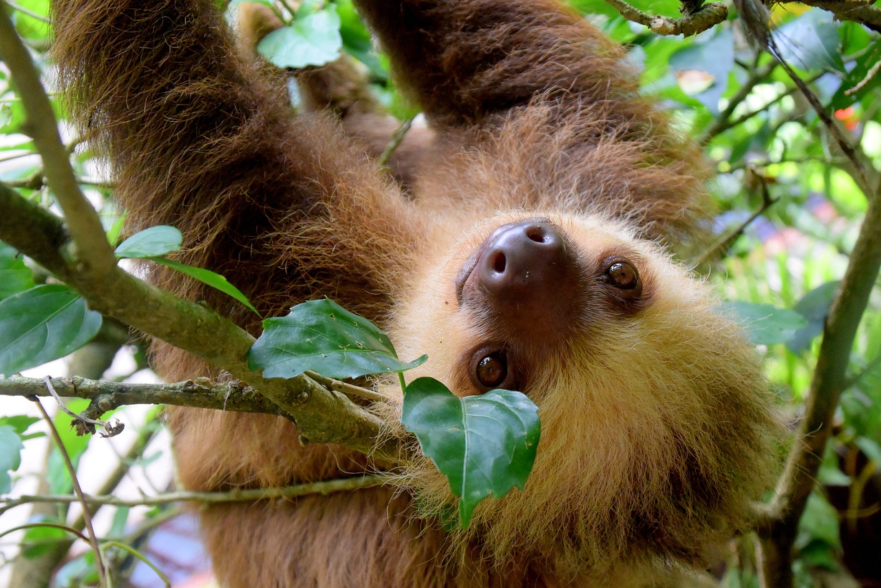 Cute baby animal sloth hanging from a branch, surrounded by lush green leaves.