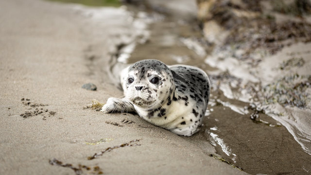 Cute baby animal seal resting on a sandy beach near the water.