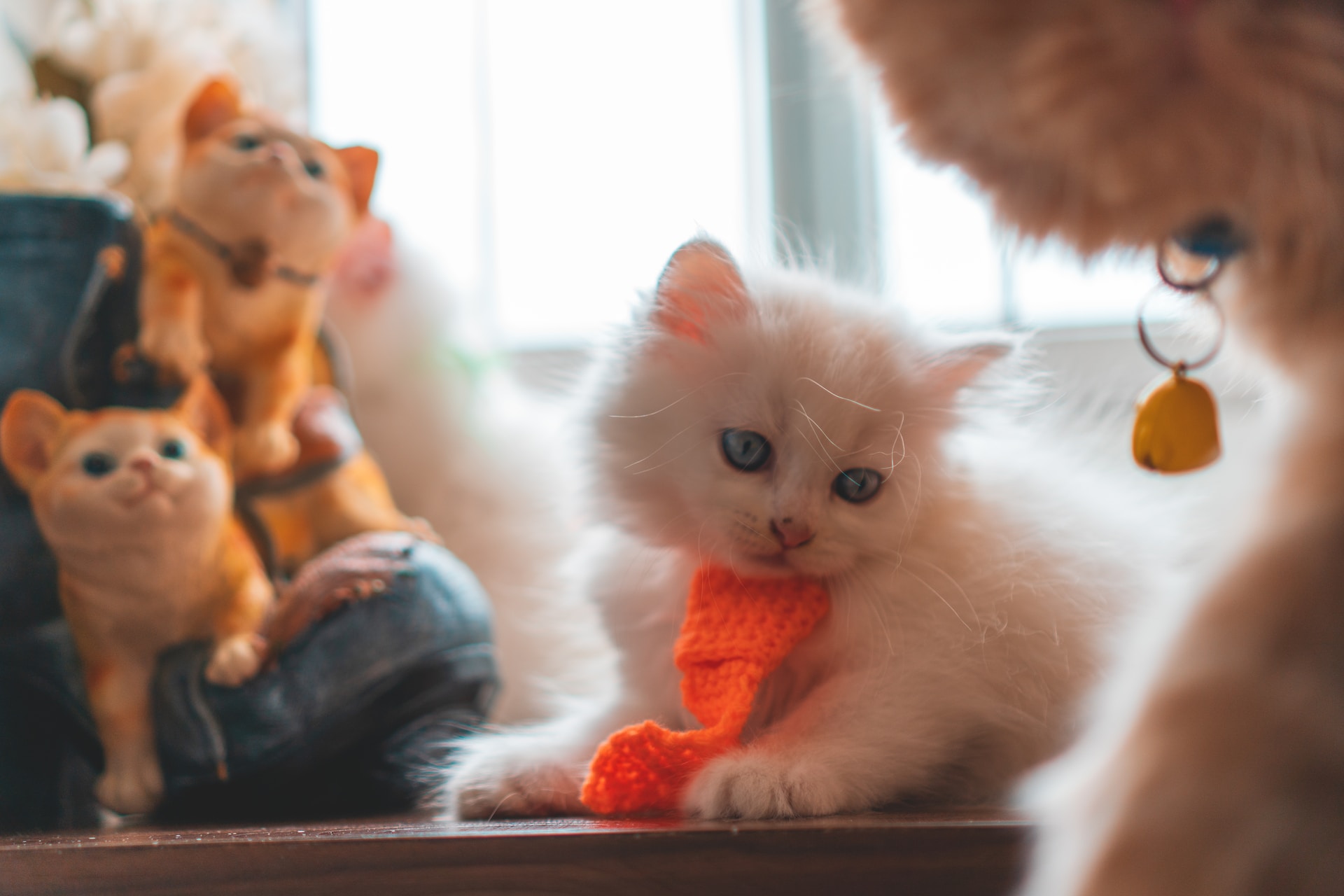Cute baby animal, a fluffy white kitten playing with an orange scarf, surrounded by cat figurines.