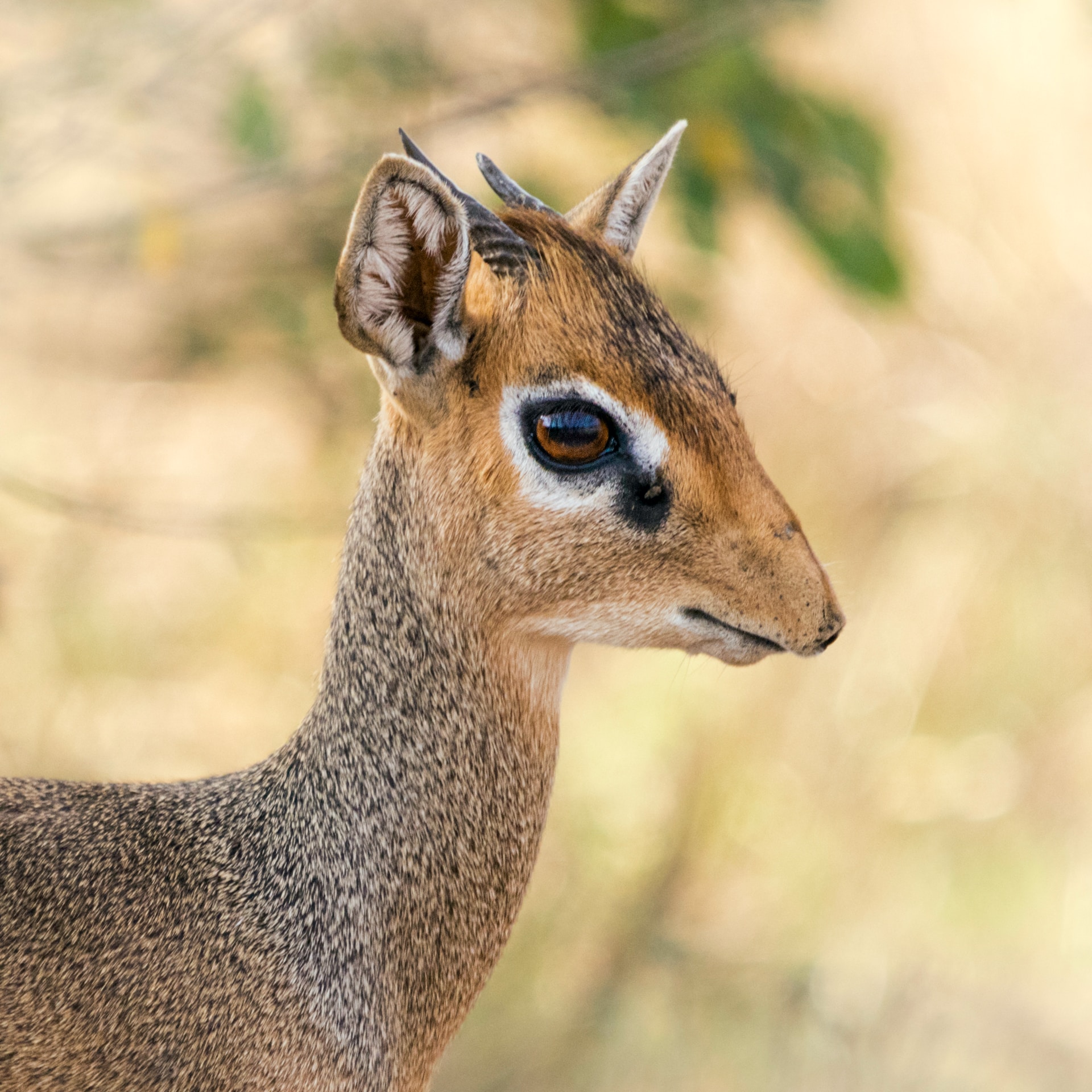 Cute baby animal, a young dik-dik, with big eyes and small horns, in a natural background.