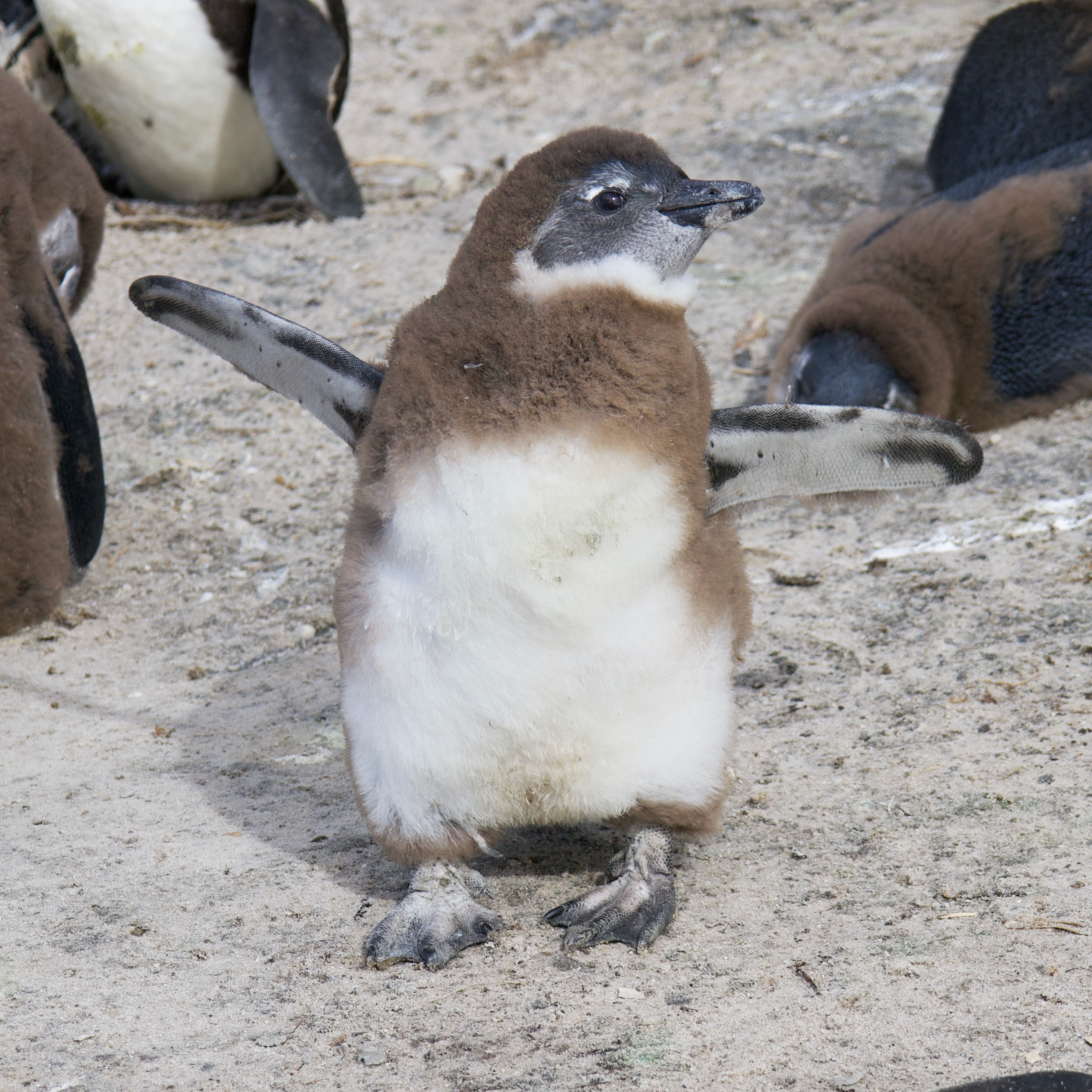 Cute baby penguin standing on sandy ground with flippers spread wide, showcasing fluffy feathers.