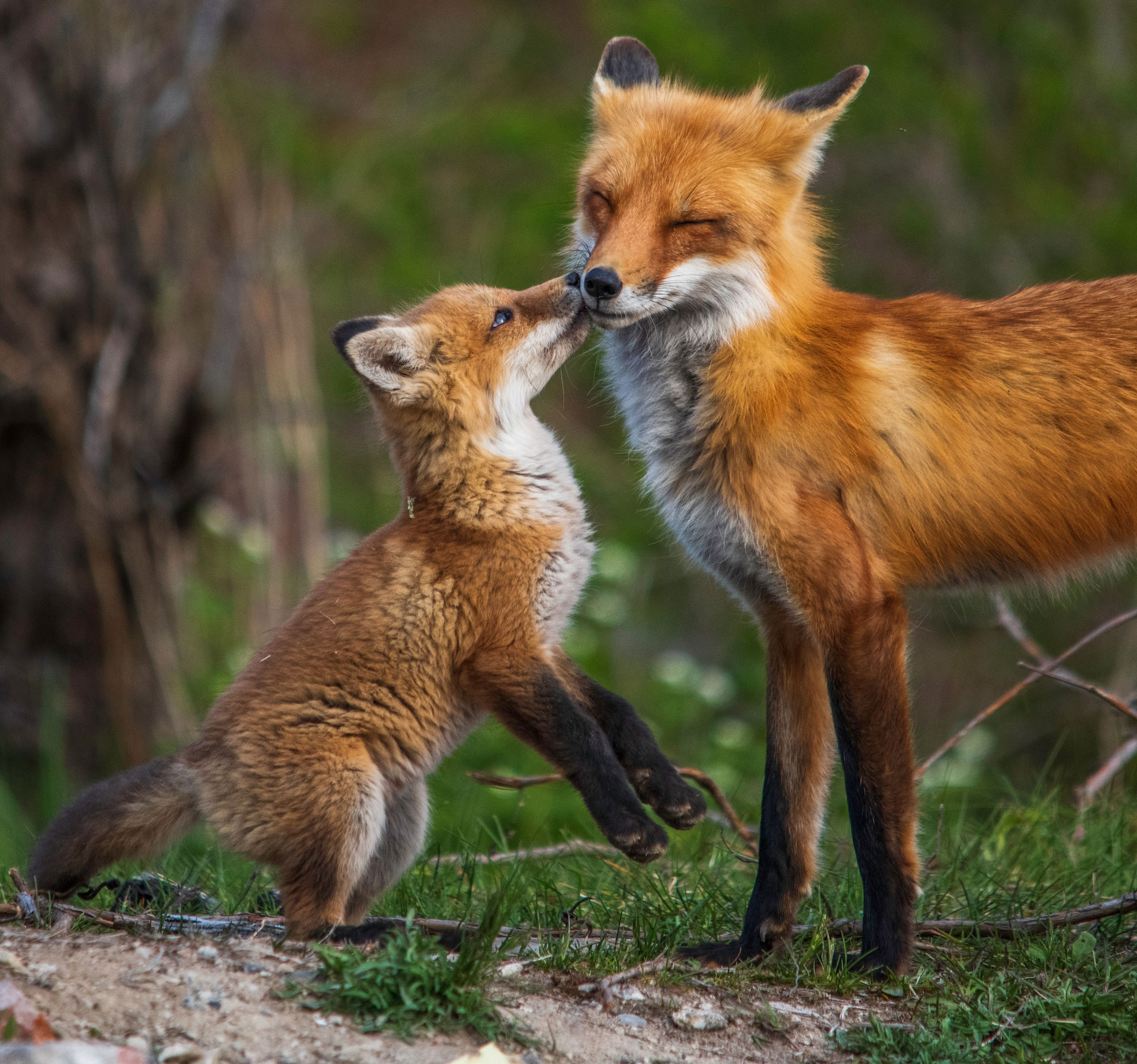 Cute baby fox nuzzling an adult fox, showcasing adorable animal interaction in a natural setting.