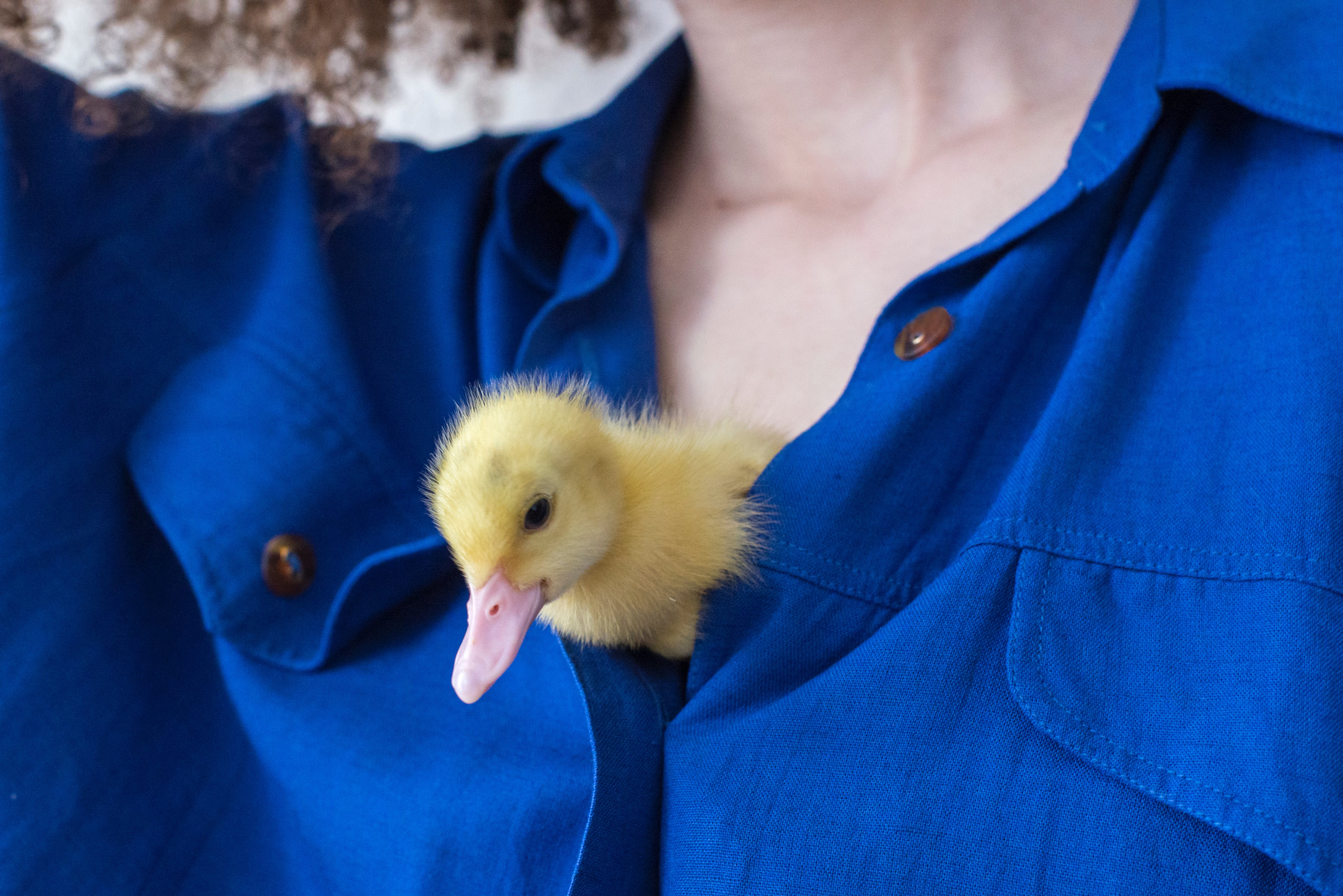 Cute baby animal, a fuzzy duckling, snuggled in the pocket of a blue shirt, peeking out adorably.
