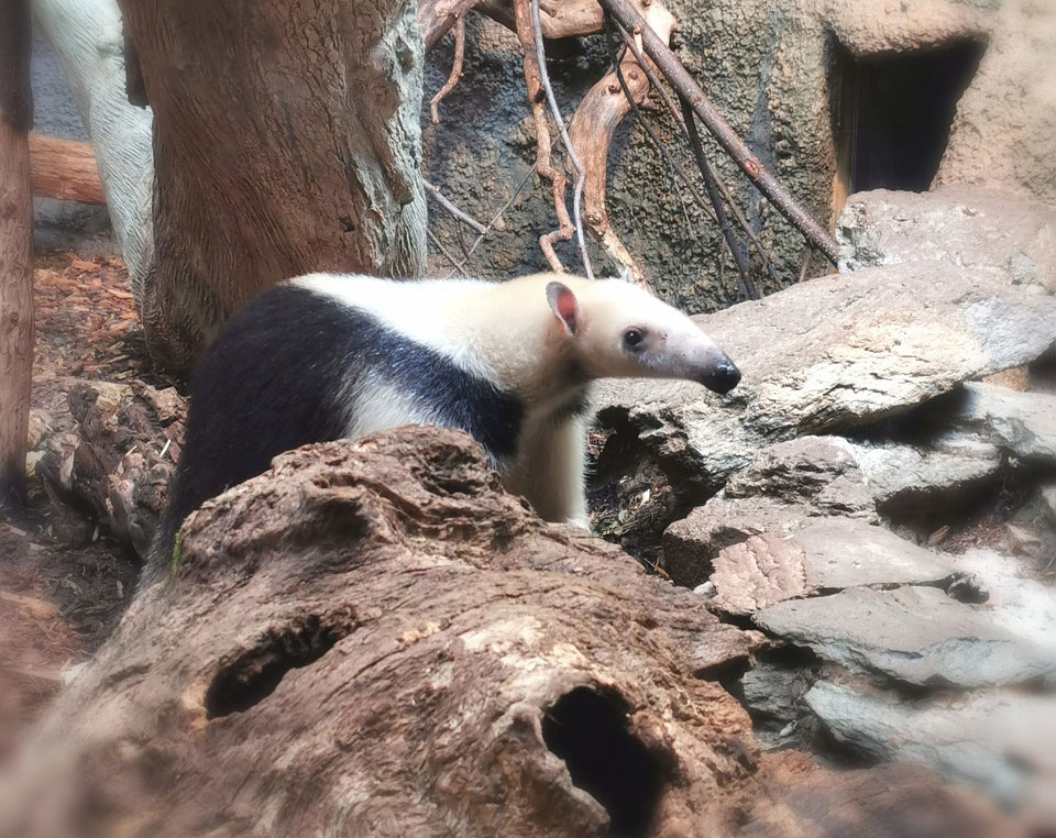 Cute baby animal exploring rocky terrain in a zoo enclosure.