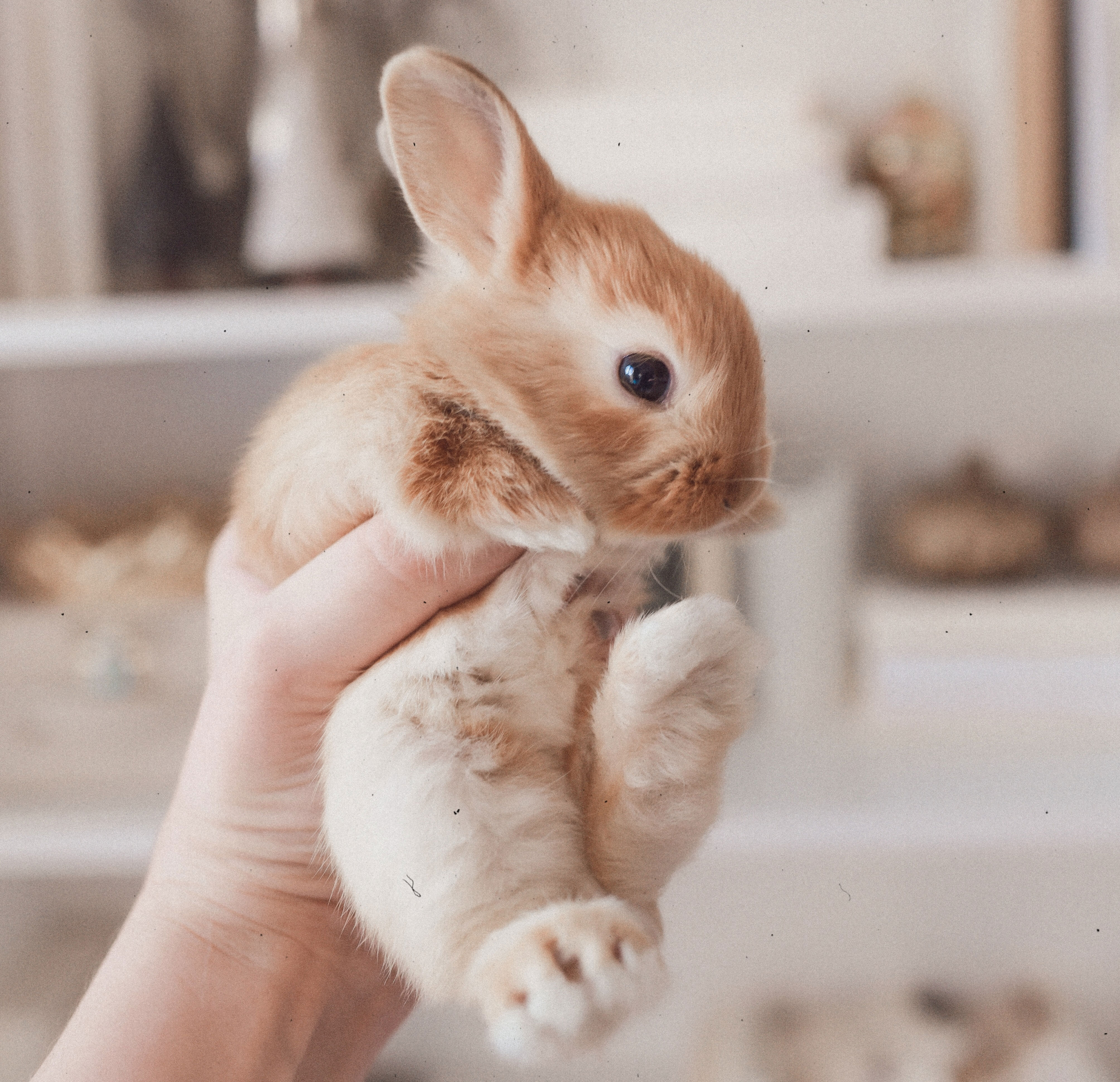 Cute baby animal, a fluffy bunny, being held gently in a hand indoors.