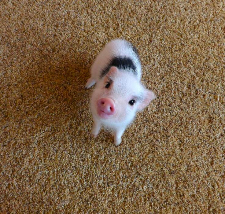 Cute baby piglet with black and white spots standing on a carpet.