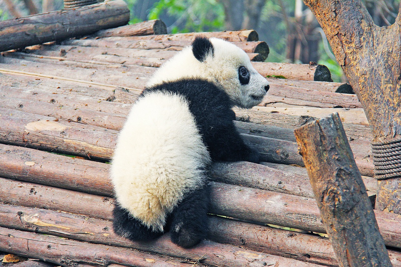 Cute baby panda sitting on wooden logs, gazing curiously at its surroundings.
