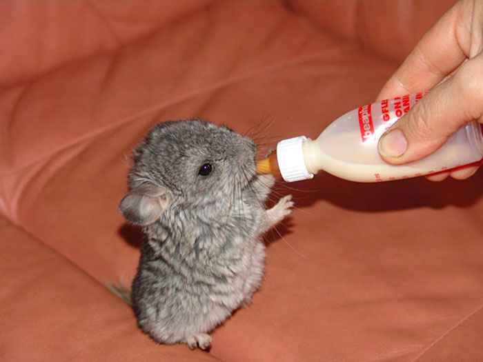 Cute baby animal, a fluffy chinchilla drinking from a bottle.