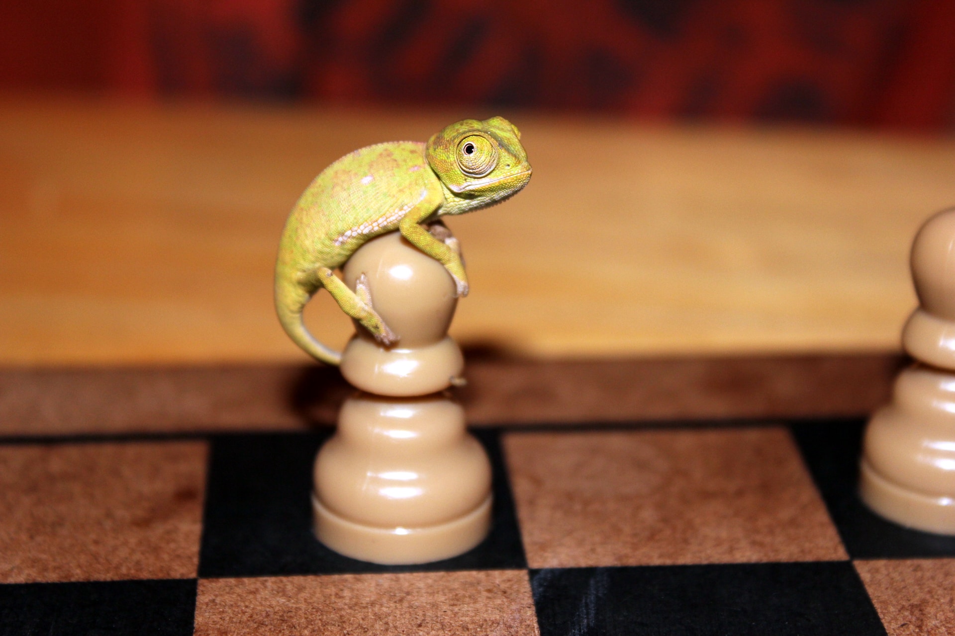 Cute baby chameleon perched on a chess pawn.