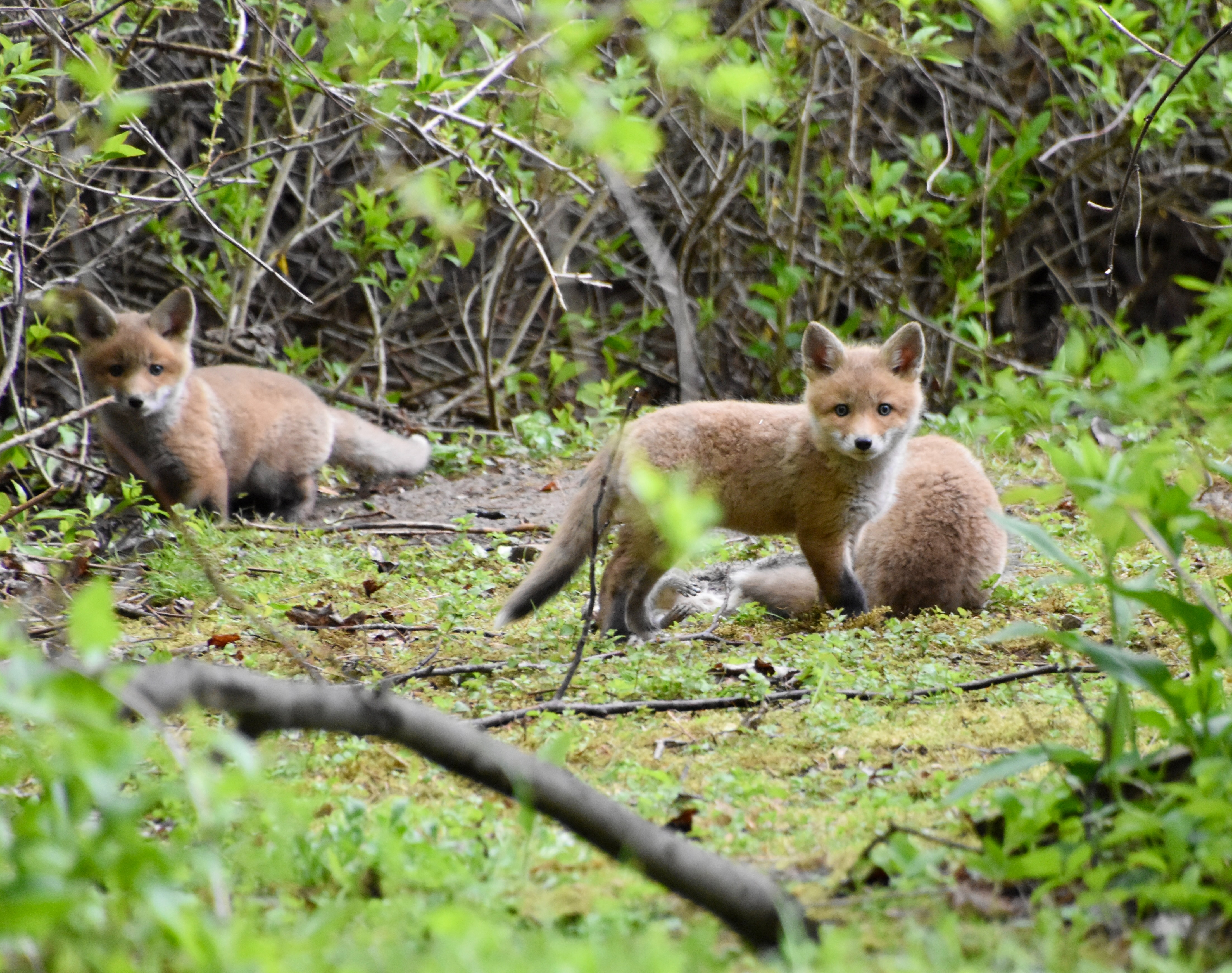 Two cute baby foxes playing in a lush green forest setting.