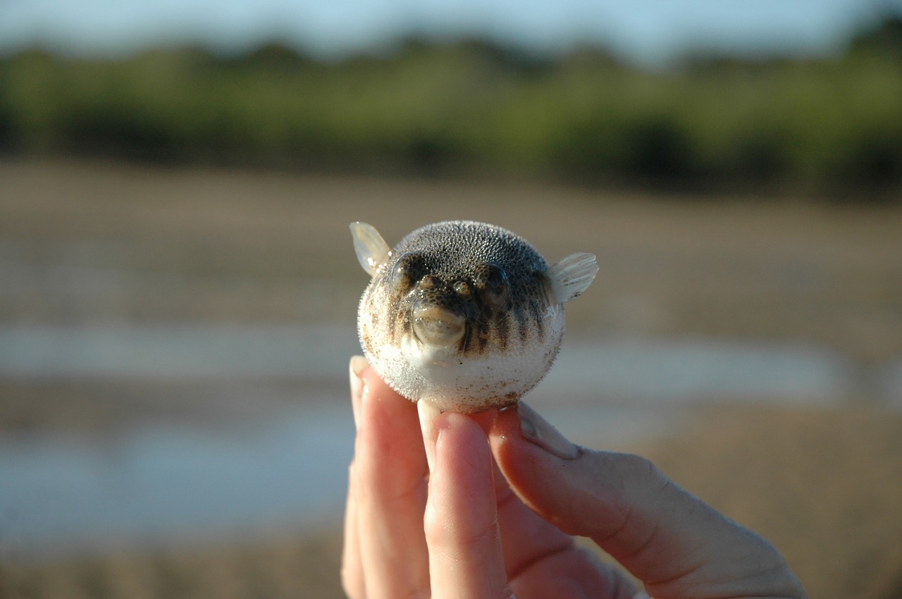 Cute baby pufferfish held in hand, showcasing its round, adorable appearance.