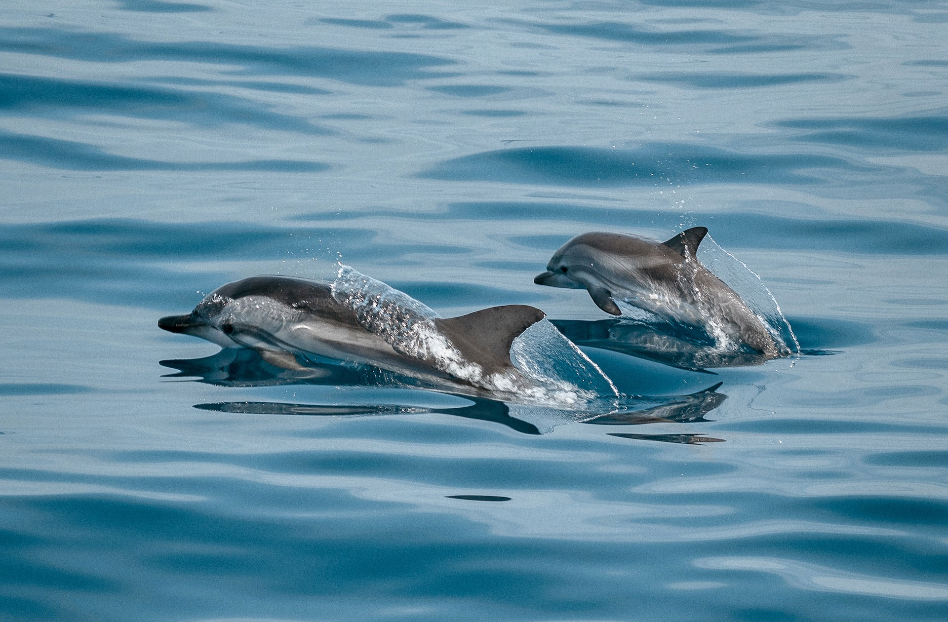 Cute baby dolphins playfully jumping in the ocean.